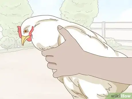 Imagen titulada Hold a Chicken Step 3