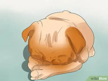 Imagen titulada Treat Eye Problems in Pugs Step 6