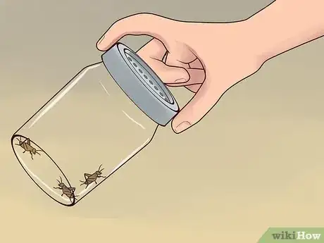 Imagen titulada Care for a Leopard Gecko Step 9