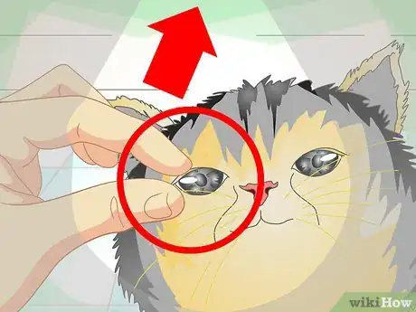 Imagen titulada Treat Cat Eye Infection Step 2