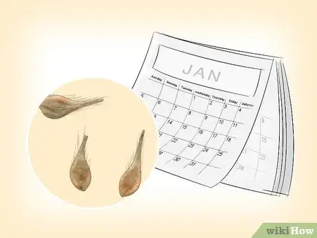 Imagen titulada Propagate Clematis Step 1
