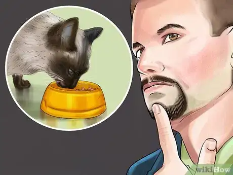 Imagen titulada Care for Siamese Kittens Step 1
