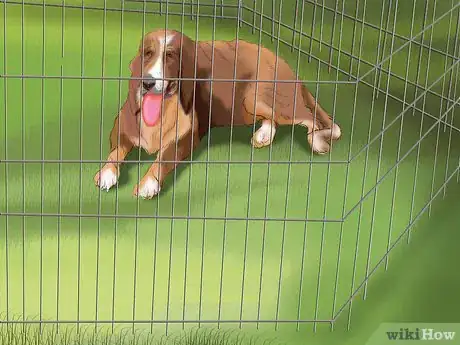 Imagen titulada Care for a Skunk Sprayed Dog Step 13