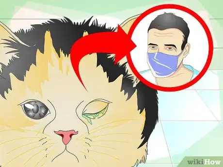 Imagen titulada Treat Cat Eye Infection Step 3