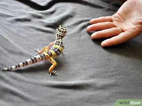 Imagen titulada Hold a Leopard Gecko Step 2