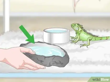 Imagen titulada Care for an Iguana Step 15