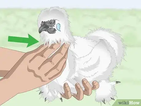 Imagen titulada Pet a Chicken Step 14