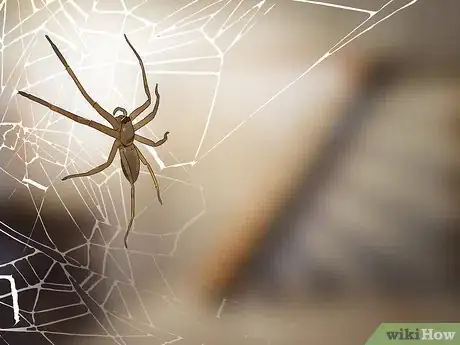 Imagen titulada Identify the Most Common North American Spider Species Step 6