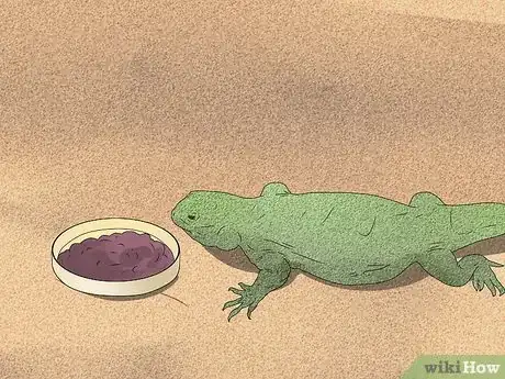 Imagen titulada Feed a Lizard Step 16