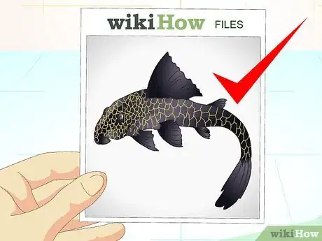 Imagen titulada Put a Sucker Fish in a Tank With a Turtle Step 7