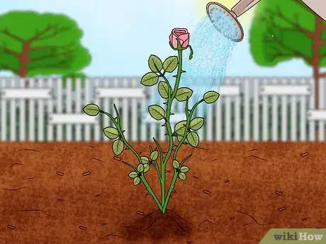 Imagen titulada Propagate Roses Step 15