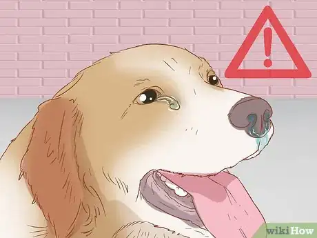 Imagen titulada Remove Sticky Barbed Seeds from Your Dog's Fur Coat Step 10