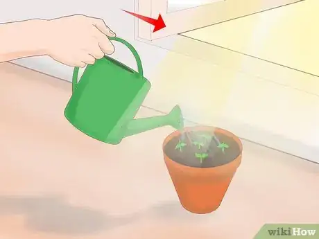 Imagen titulada Plant a Lemon Seed Step 11