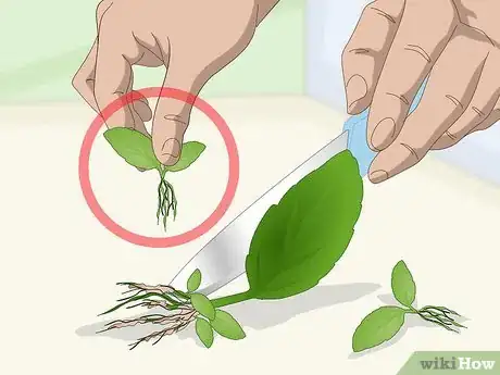Imagen titulada Propagate African Violets Step 10