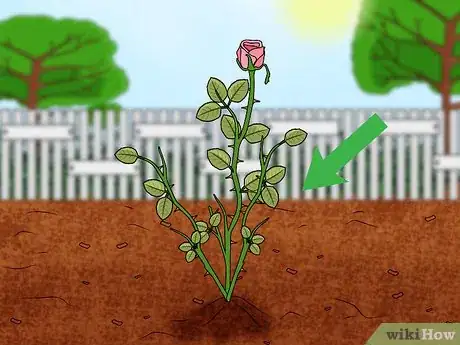 Imagen titulada Propagate Roses Step 14