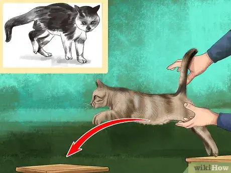 Imagen titulada Retrain a Cat to Use the Litter Box Step 20