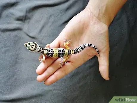 Imagen titulada Hold a Leopard Gecko Step 3
