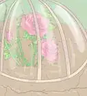 plantar rosas