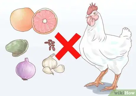 Imagen titulada Feed Chickens Step 15