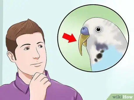 Imagen titulada Trim a Bird's Beak Step 1