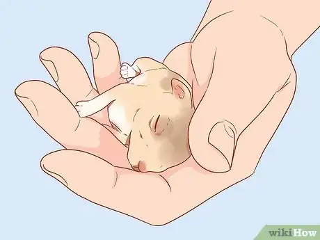 Imagen titulada Nurse a Baby Rabbit Step 6