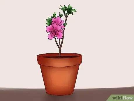 Imagen titulada Care for Azaleas Step 11
