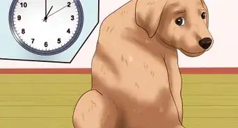 hacer que tu cachorro deje de morder
