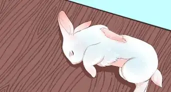 transportar un conejo