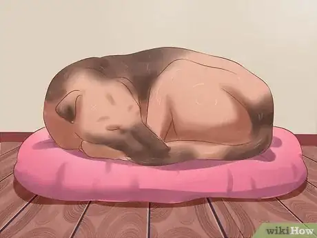 Imagen titulada Stop a Dog from Snoring Step 1