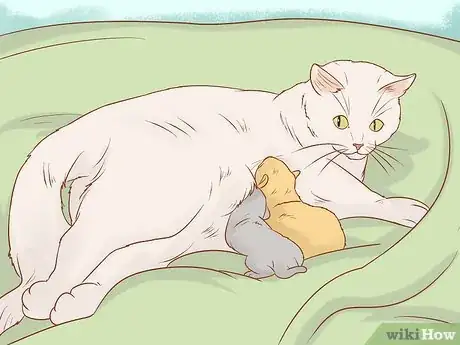 Imagen titulada Tell if a Cat Still Has Kittens Inside Step 6