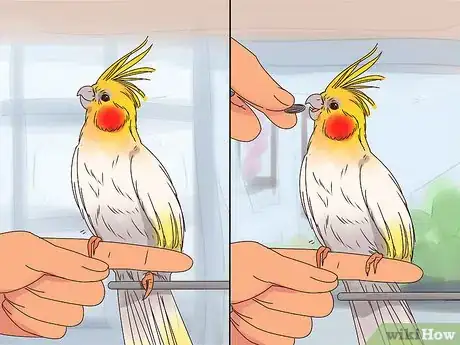 Imagen titulada Train Cockatiels Step 12