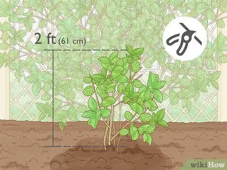 Imagen titulada Prune Jasmine Step 8