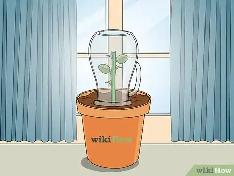 Imagen titulada Propagate Roses Step 11