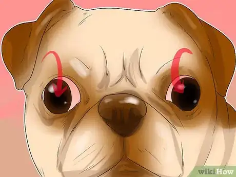 Imagen titulada Treat Eye Problems in Pugs Step 17