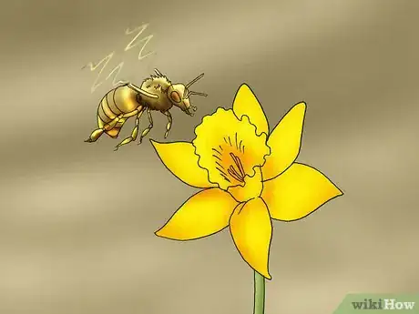 Imagen titulada Propagate Daffodils Step 12