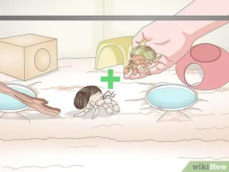 Imagen titulada Play With Your Hermit Crab Step 8