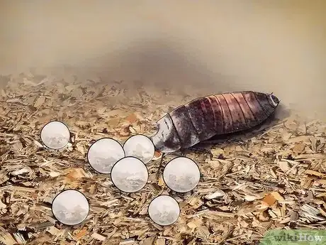Imagen titulada Breed Hissing Cockroaches Step 11