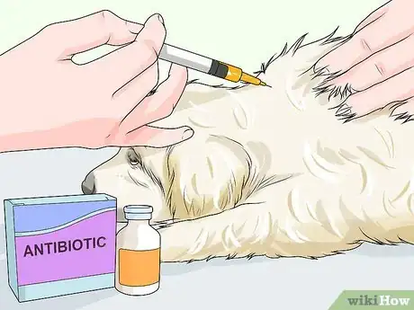 Imagen titulada Handle Aspiration Pneumonia in Young Puppies Step 4