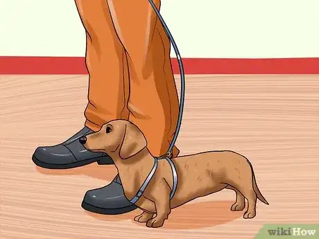 Imagen titulada Train Dachshunds Step 16