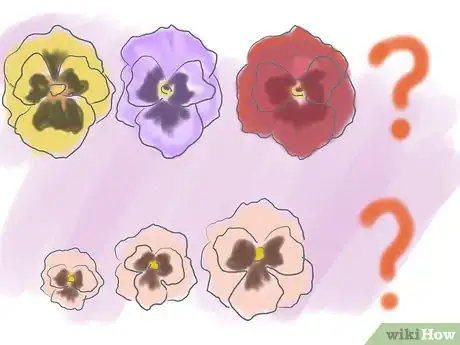 Imagen titulada Plant Pansies in Containers and Pots Step 2