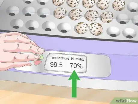 Imagen titulada Hatch Quail Chicks Step 10