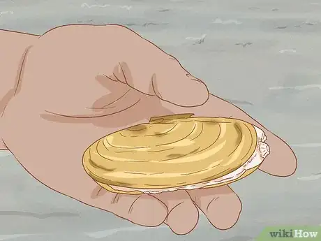 Imagen titulada Dig for Clams Step 12
