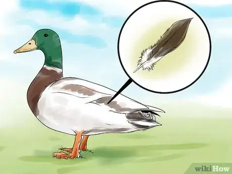 Imagen titulada Tell the Difference Between Male and Female Ducks Step 1