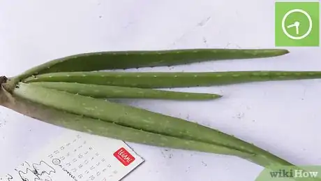 Imagen titulada Plant Aloe Vera Step 19
