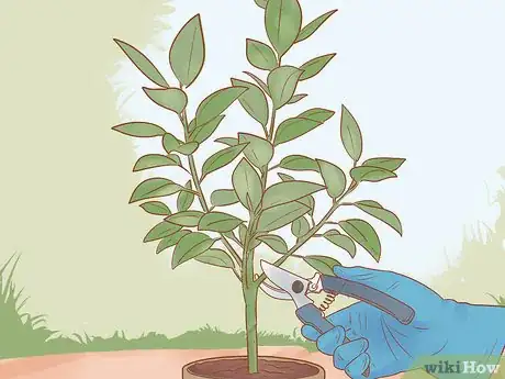 Imagen titulada Prune a Rubber Plant Step 4
