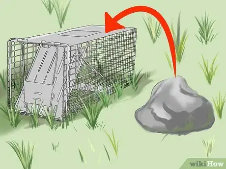 Imagen titulada Trap a Groundhog Step 5