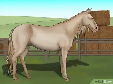 Imagen titulada Distinguish Horse Color by Name Step 9