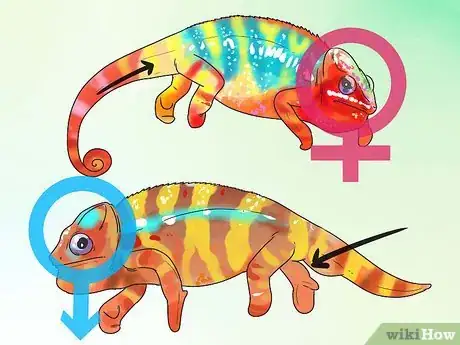 Imagen titulada Tell if a Chameleon Is Male or Female Step 5