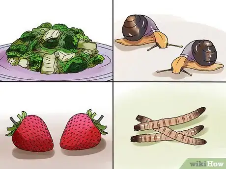 Imagen titulada Make a Turtle Environment Step 12
