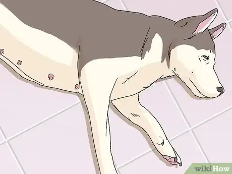 Imagen titulada Monitor the Stages of Labor in Dogs Step 5
